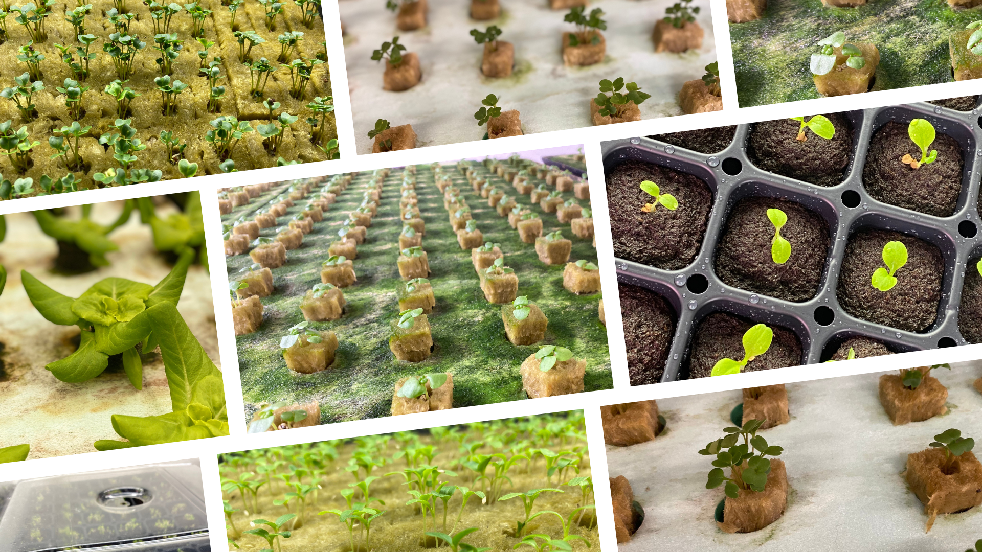 collage of microgreens started in the nursery